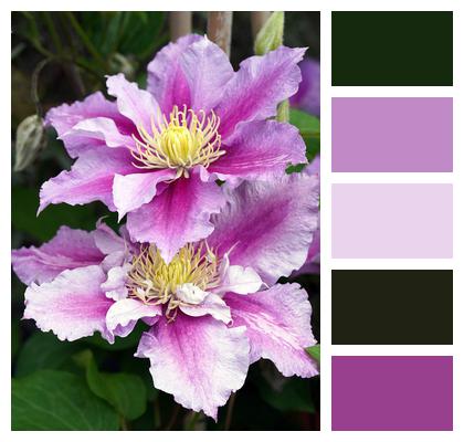 Clematis Flowers Purple Flowers Image
